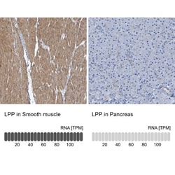 LPP Antibody, Novus Biologicals:Antibodies:Primary Antibodies